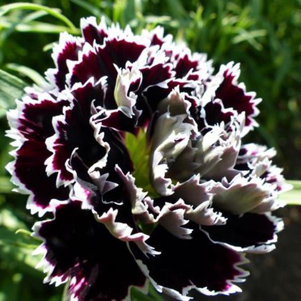 Clearance 25 Black Rose Dianthus Seeds